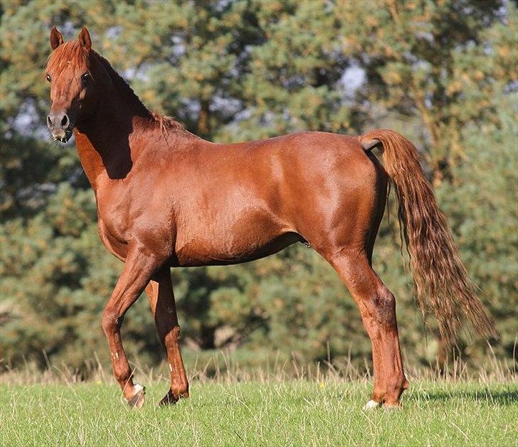 Arabisk fuldblod (OX) D. Midnight Rodeo - SOLGT -  billede 8