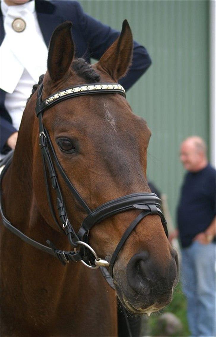 Dansk Varmblod Dijon - Foto Karen Ramlau billede 15