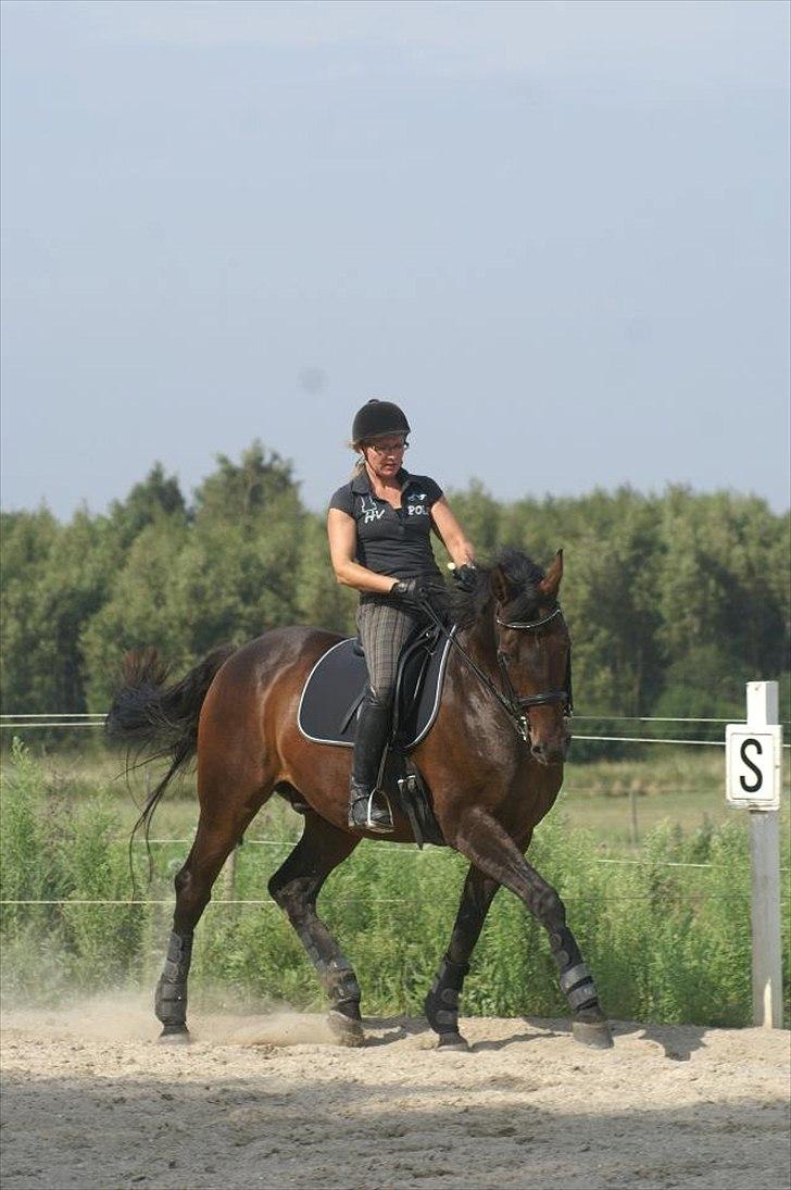 Dansk Varmblod Dijon - Foto Karen Ramlau billede 16