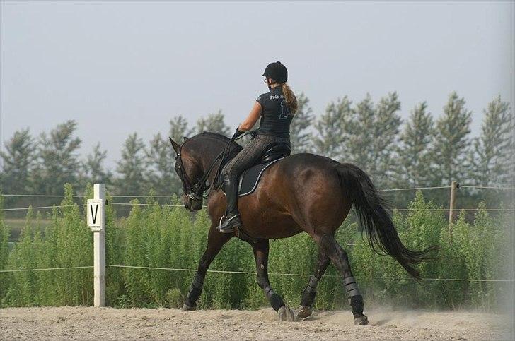Dansk Varmblod Dijon - Foto Karen Ramlau billede 17