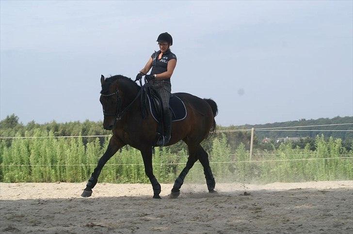 Dansk Varmblod Dijon - Foto Karen RH billede 19