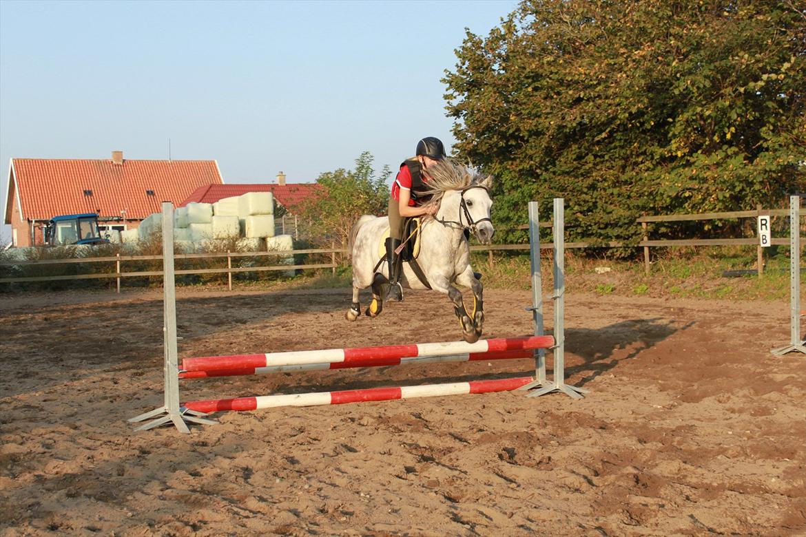 Welsh Pony (sec B) -Smilla - et 60 cm spring med min storesøster Emma billede 9