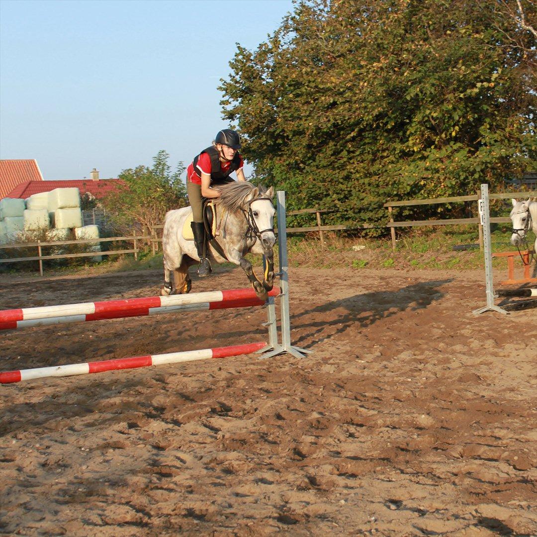 Welsh Pony (sec B) -Smilla - Så er der et LB 70 cm spring. Rytter: Emma billede 5