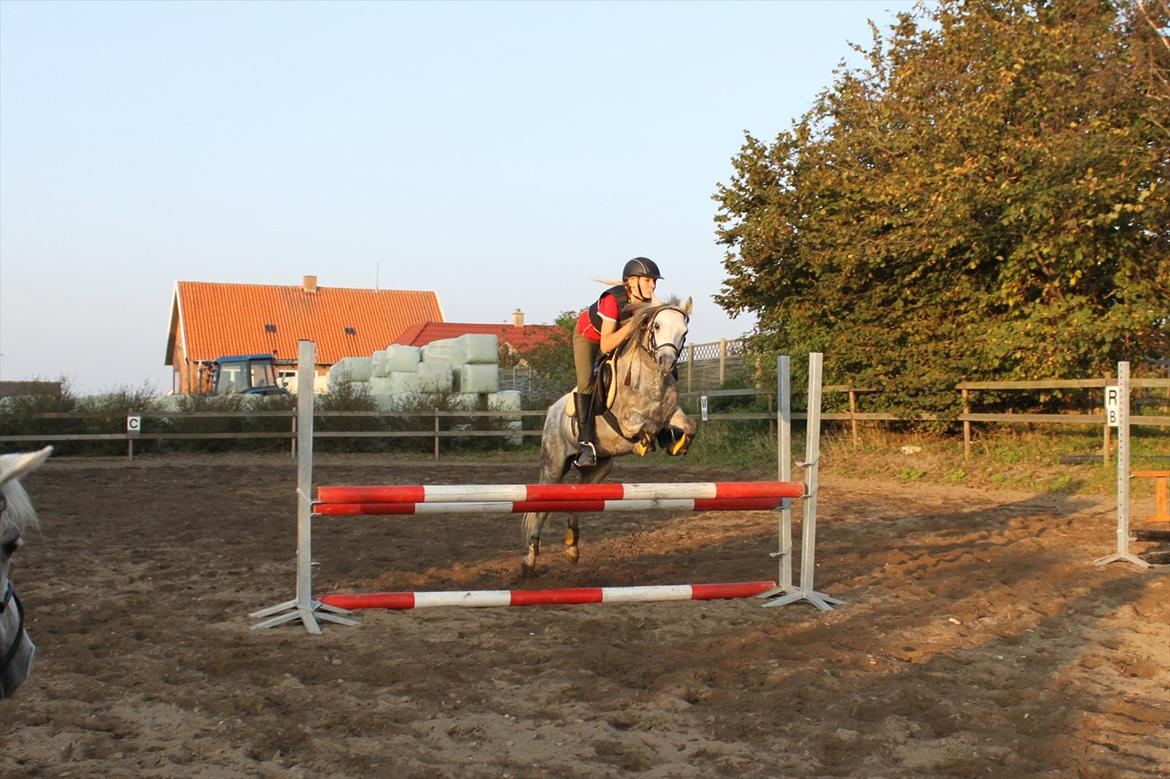 Welsh Pony (sec B) -Smilla - Smilla springer 80 cm en LA. Rytter: Emma billede 4