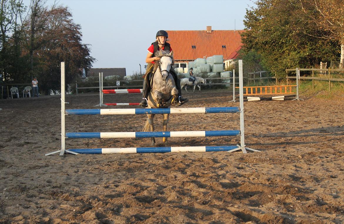 Welsh Pony (sec B) -Smilla - Velkommen hos Smilla, på billedet ses: Smilla i en LA 80 cm med min storesøster som rytter billede 1
