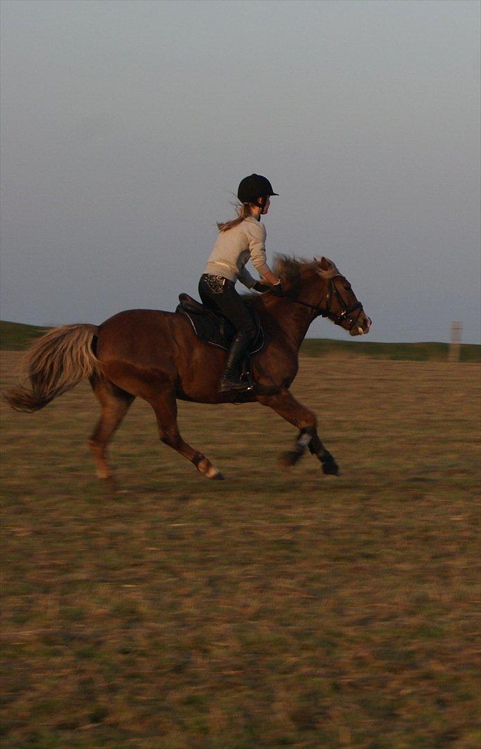 Anden særlig race Kira - 2x klubmester (solgt) billede 19