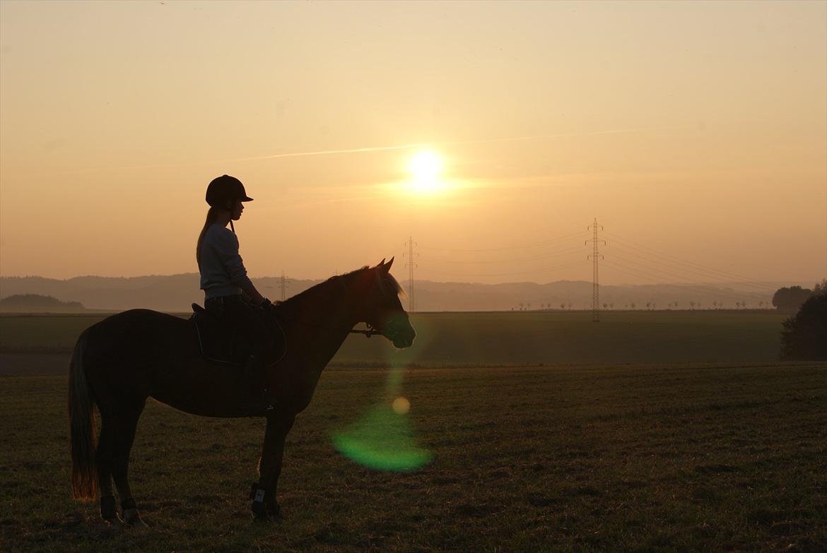 Anden særlig race Kira - 2x klubmester (solgt) billede 2