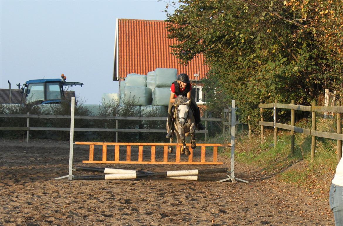Welsh Pony (sec B) -Smilla - en stige på 80 cm med Smilla og Emma....... LA billede 13