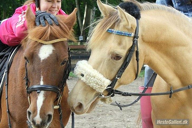 Anden særlig race Sioux - Sioux eelsker Milla :D Overvej lige min ponys hals! :O billede 7