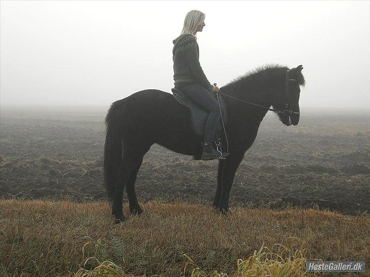 Islænder Óskadis frá Steini - Dette billede minder lidt om hjemme på Island (:
- Bjergene mangler bare.. billede 20