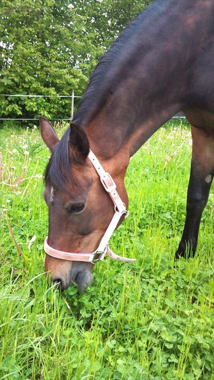 Anden særlig race Tequila alias La Amia billede 5