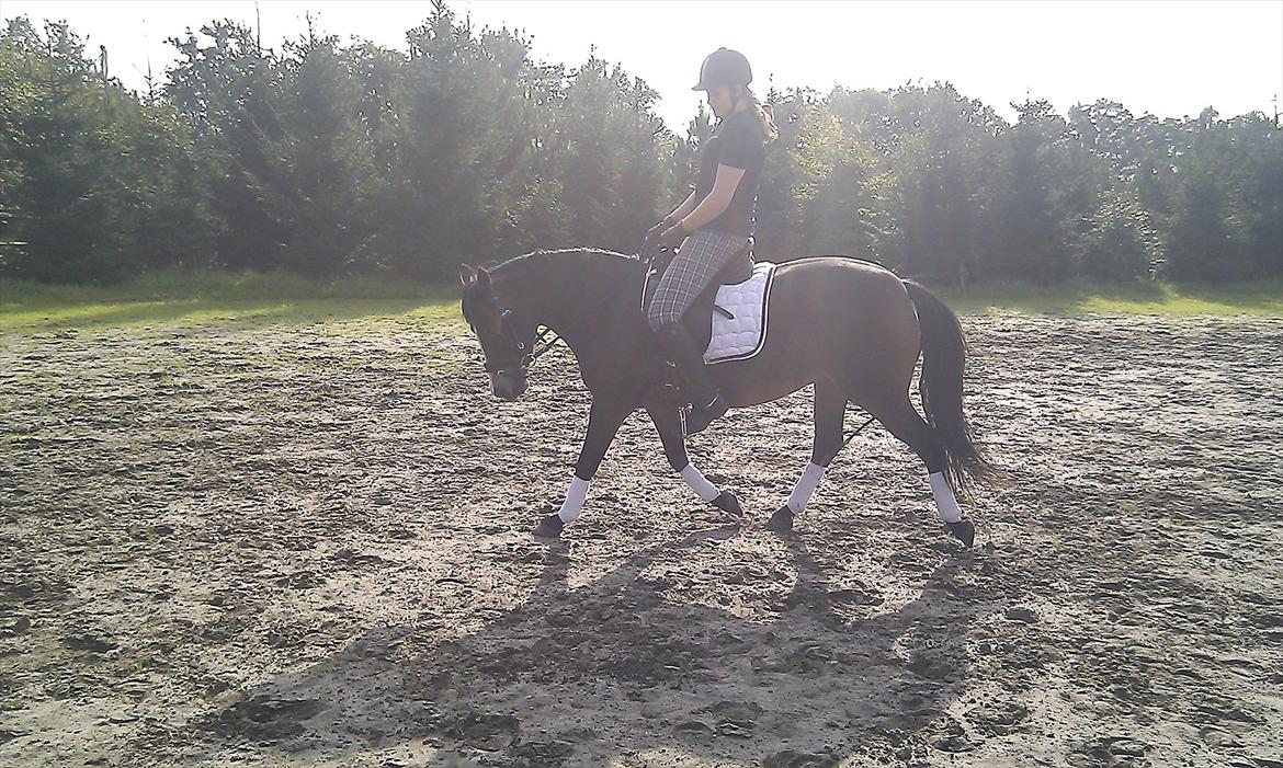 Anden særlig race Cassiopeia billede 11