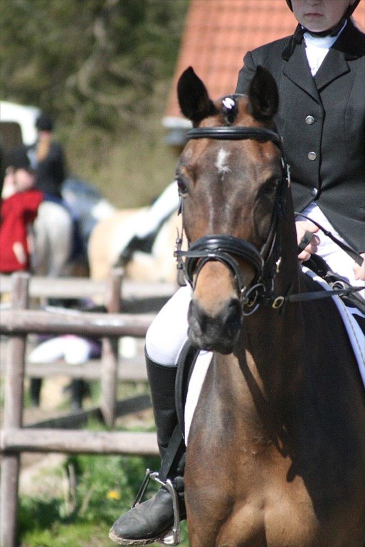 Anden særlig race Tequila alias La Amia billede 7