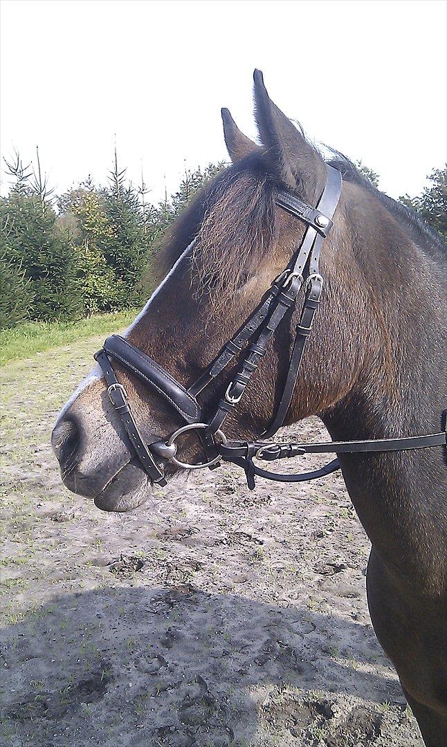 Anden særlig race Cassiopeia billede 2