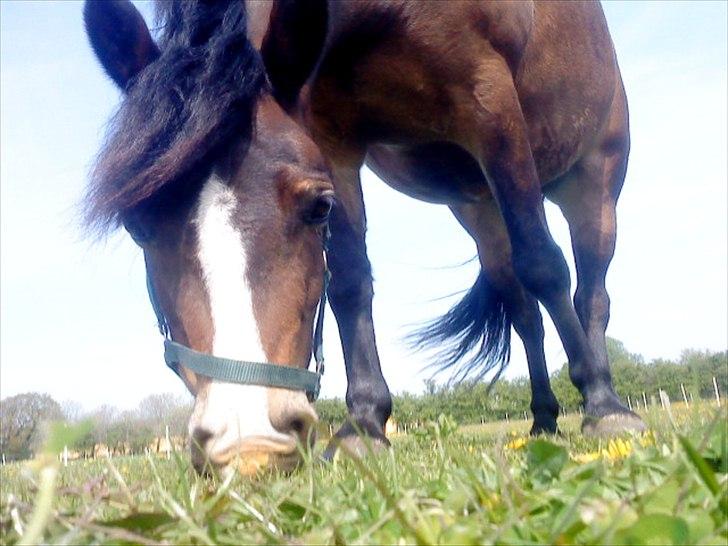 Anden særlig race Cassiopeia billede 12