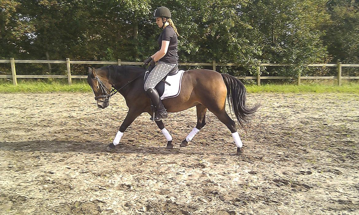 Anden særlig race Cassiopeia billede 13