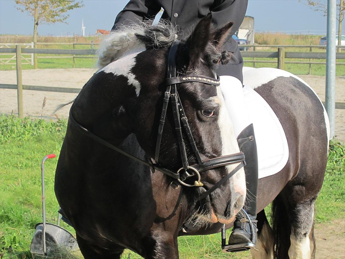 Irish Cob Mischa - Mischa til stævne :)  billede 16