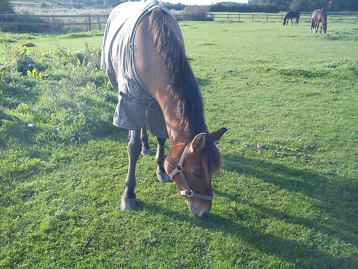 Anden særlig race Dosty - Ponyen på fold :D
 billede 11