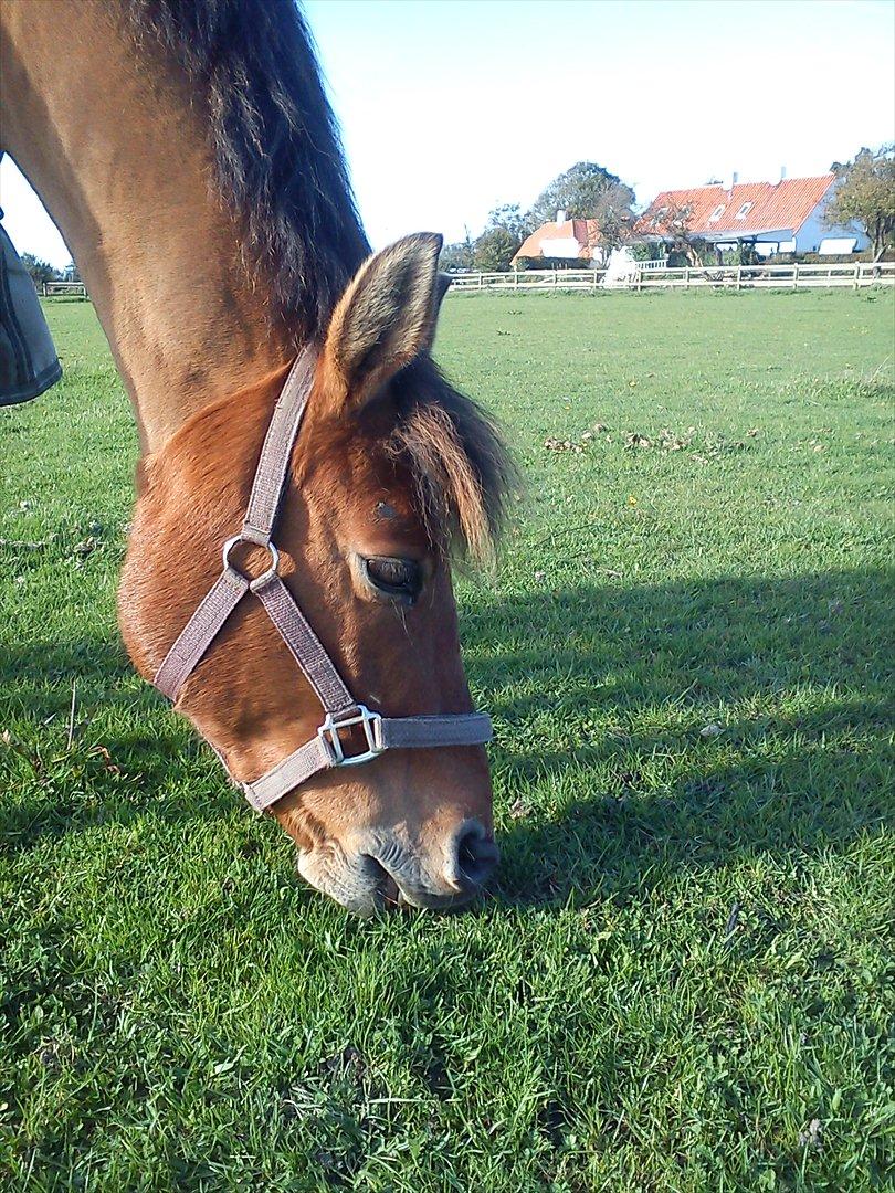 Anden særlig race Dosty - Hans smukke teddy-hoved :D billede 12