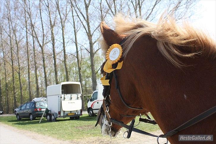 New Forest Pegasus af Bråskovgård<3 - Virkeligt godt billed :) DEr kan man se hvor meget hun gør hvor rytteren.. Elsker p,  2011 billede 16