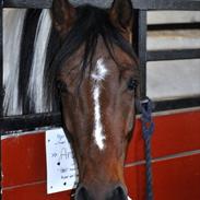 Anden særlig race Argo *SOLGT*