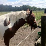 Irish Cob Troelsegaardens Mirabella