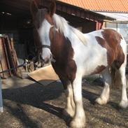 Irish Cob Troelsegaardens Mirabella