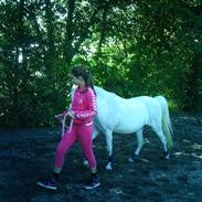 Welsh Pony (sec B) Bjerregårds Minell - Flyttet hen til hendes føl