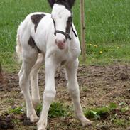 Irish Cob Gordon of Romany Vanner