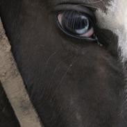 Irish Cob Gordon of Romany Vanner