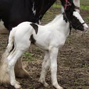 Irish Cob Gordon of Romany Vanner
