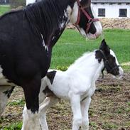 Irish Cob Gordon of Romany Vanner