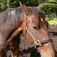 Anden særlig race Sati