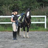 Irish Cob Mr. Pepper 