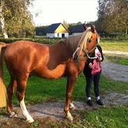 Arabisk fuldblod (OX) Zorro ox