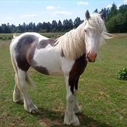 Irish Cob  Møgelgård´s Sparta