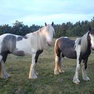 Irish Cob  Møgelgård´s Sparta