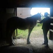 Irish Cob  Møgelgård´s Sparta