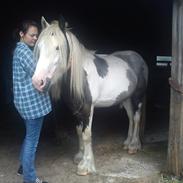 Irish Cob  Møgelgård´s Sparta