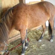 Islænder Gletting fra Klebækgård