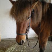 Islænder Gletting fra Klebækgård