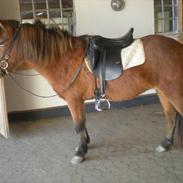 Islænder Gletting fra Klebækgård