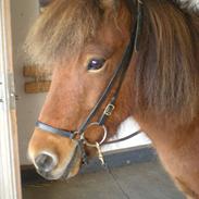 Islænder Gletting fra Klebækgård