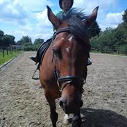 Dansk Varmblod Svalegårds Felicity