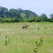 Anden særlig race Jolanda