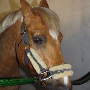 Anden særlig race Comet.<3