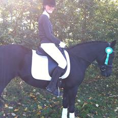 New Forest Hamborgs Bellis "Belle" **SOLGT**