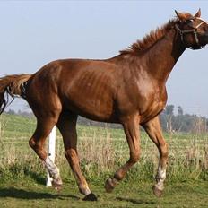 Tysk Varmblod romeo herkules/solgt