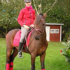 Welsh Partbred (Sec F) Kublai Klan
