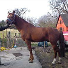 Anden særlig race Bounty